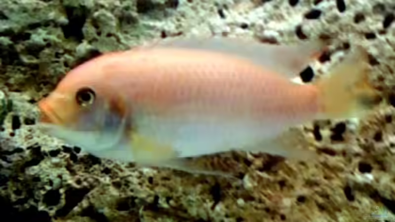 Ps. Esterae male von Harald Ollenburg (9)