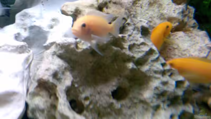 Ps. estherae O-Morphe von Jan Metschurin (15)