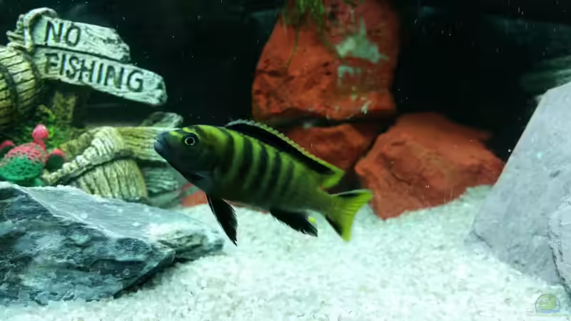 Ps. flavus-Bock von Mbuna (30)