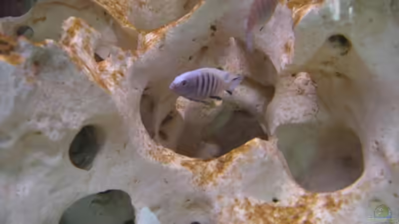 ps. kingsizei der mann von breakfastklubber (23)