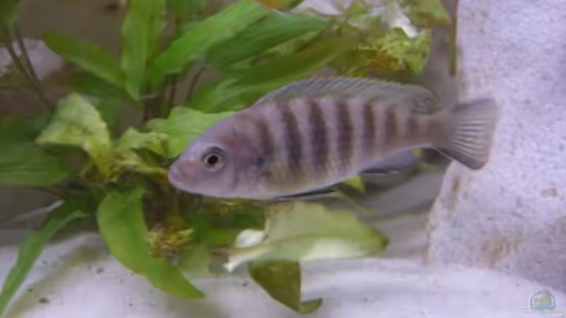 ps. kingsizei eine der frauen von breakfastklubber (24)