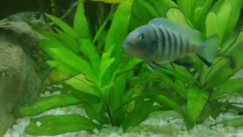 Einrichtungsbeispiele mit Cynotilapia pulpican (Pseudotropheus kingsizei, Metriaclima pulpican)