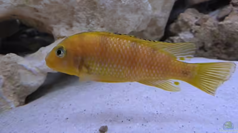 Ps. Lombardoi / M von African Lake (16)