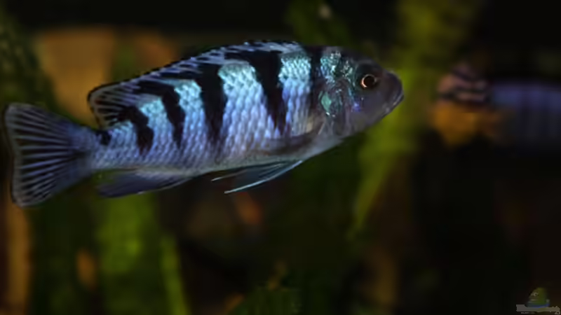 Einrichtungsbeispiele mit Metriaclima / Pseudotropheus lombardoi (Lilienmaulbrüter)