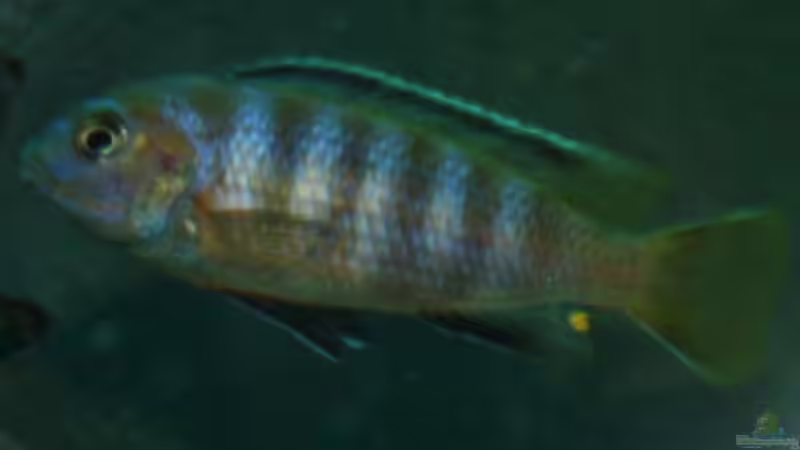 Ps. Lombardoi m in Kriegsbemalung von JörgsMalawis (57)