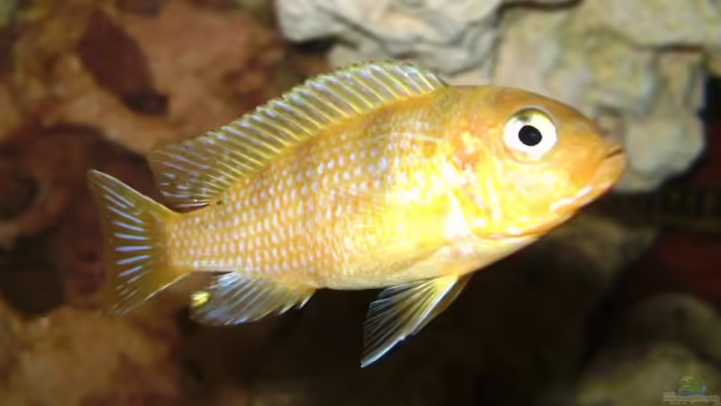 Ps. lombardoi (m/Jungtier) von Andreas Kraus (22)