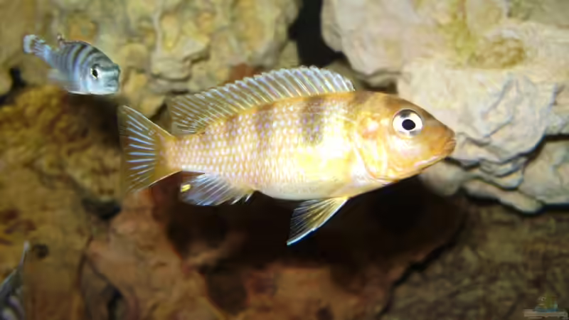 Ps. lombardoi (m/w Jungtiere) von Andreas Kraus (18)