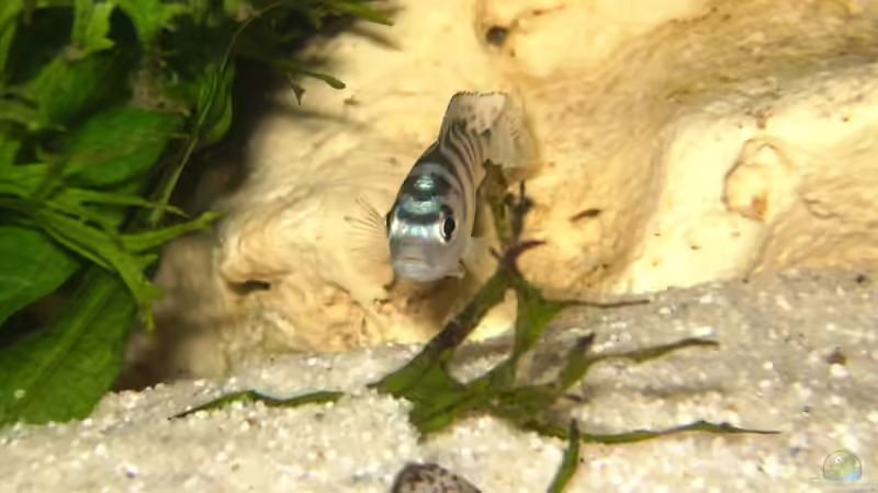 Einrichtungsbeispiele mit Metriaclima / Pseudotropheus lombardoi (Lilienmaulbrüter)