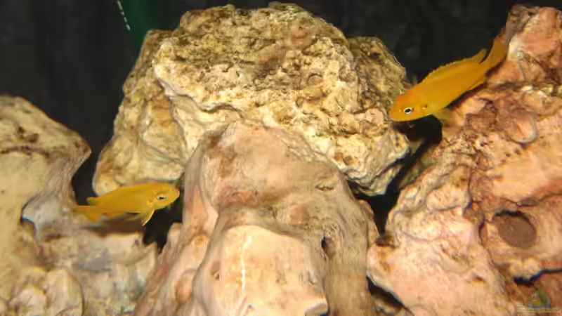 Ps. msobo magunga (Jungtiere/SNZ) von Andreas Kraus (14)