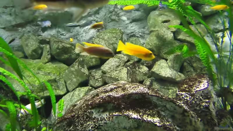 Ps. Msobo Magunga Weibchen mit Kehlsack von Mbuna Mick (53)