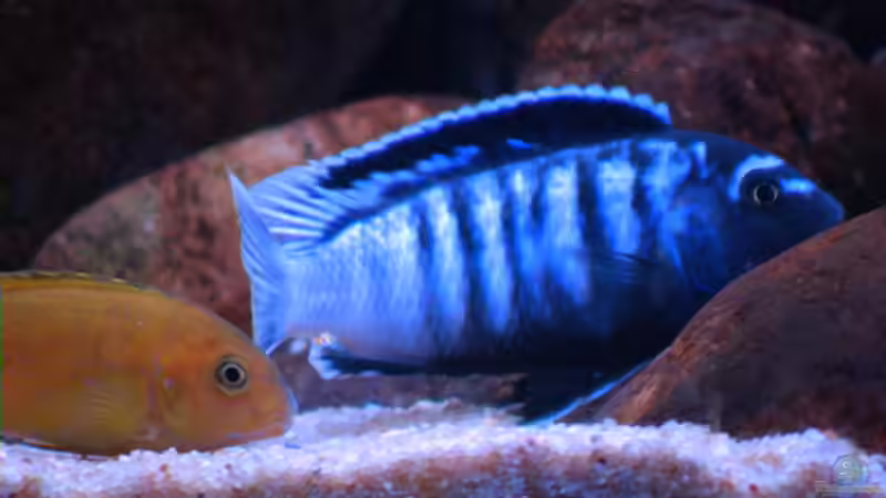 Ps. saulosi bei der Paarung (Männchen nicht mehr im Becken) von Tilo Schmiedl (15)