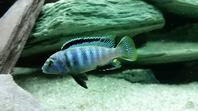 Ps. saulosi-Bock, noch jung von Mbuna (31)