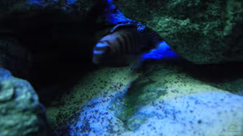 Ps. saulosi Bock unter seinem Lieblingsstein von Christopher Roß (16)