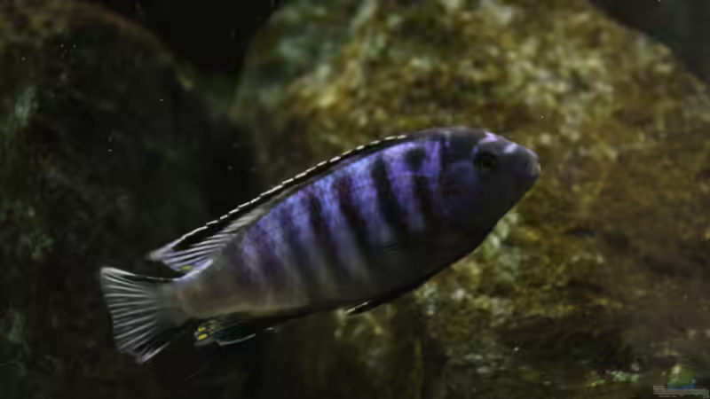 Ps. saulosi Bock von Philosoph (41)