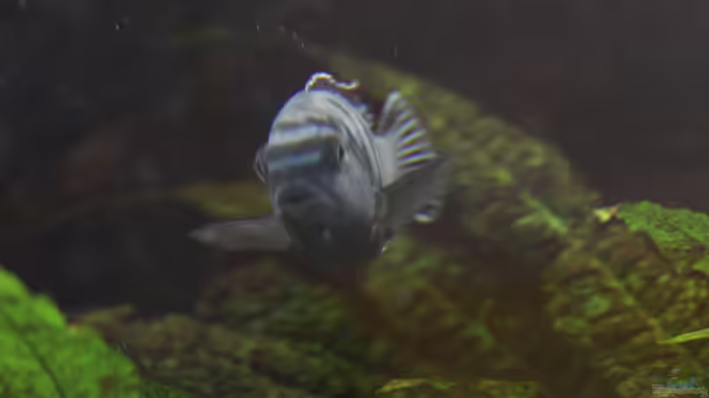 Ps. saulosi Bock von Philosoph (43)