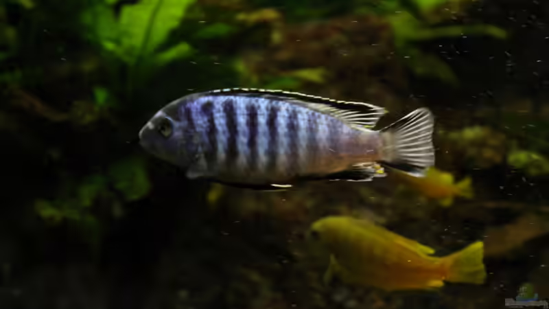 Ps. saulosi Bock von Philosoph (44)