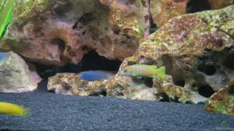 Ps. saulosi m; noch nicht ganz ausgefärbt von Ralf Basche (7)