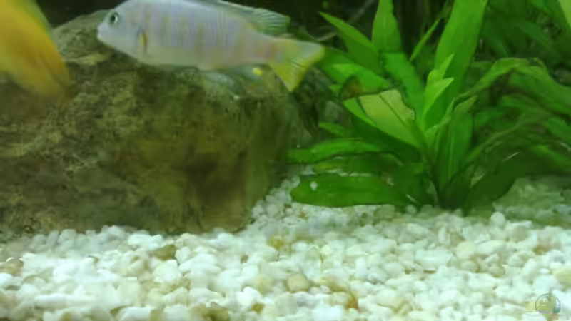 Ps. Saulosi Männchen Bild 1 von GeneratorG (11)