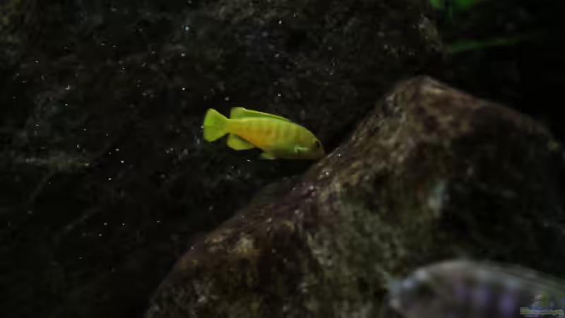 Ps. Saulosi Nachwuchs auf der Algenweide von Philosoph (54)