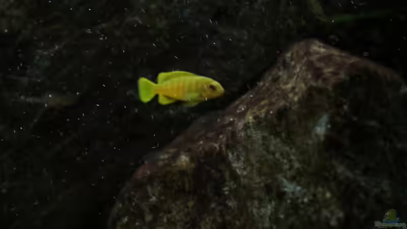 Ps. Saulosi Nachwuchs auf der Algenweide von Philosoph (55)