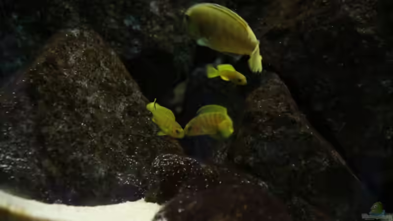 Ps. Saulosi Nachwuchs mit Mama von Philosoph (58)