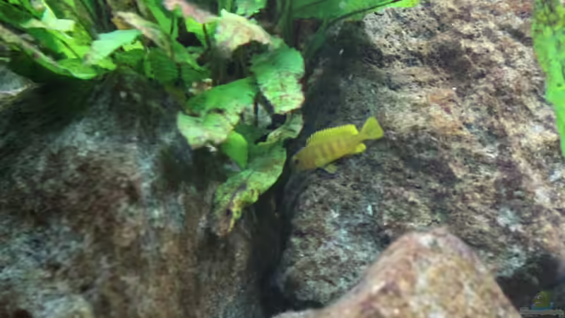 Ps. Saulosi Nachwuchs von Philosoph (60)