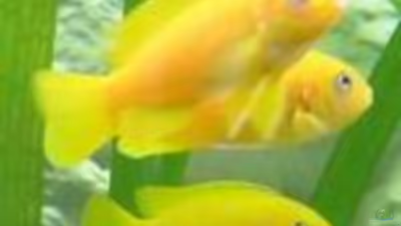 Ps. Saulosi von Tobinhio (9)