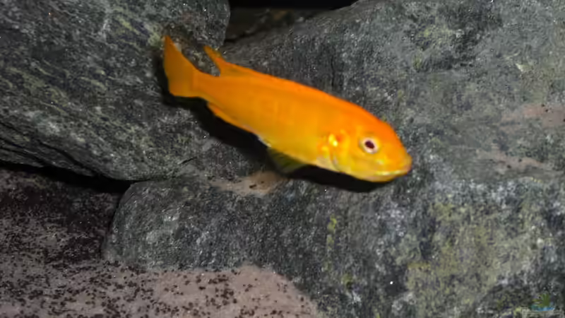 Ps. saulosi Weib mit vollem Maul von Christopher Roß (17)