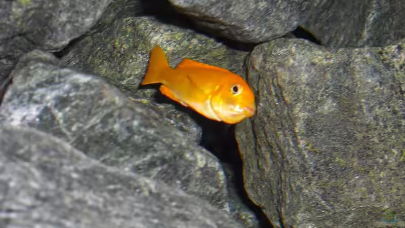 Ps. saulosi Weib mit vollem Maul von Christopher Roß (18)