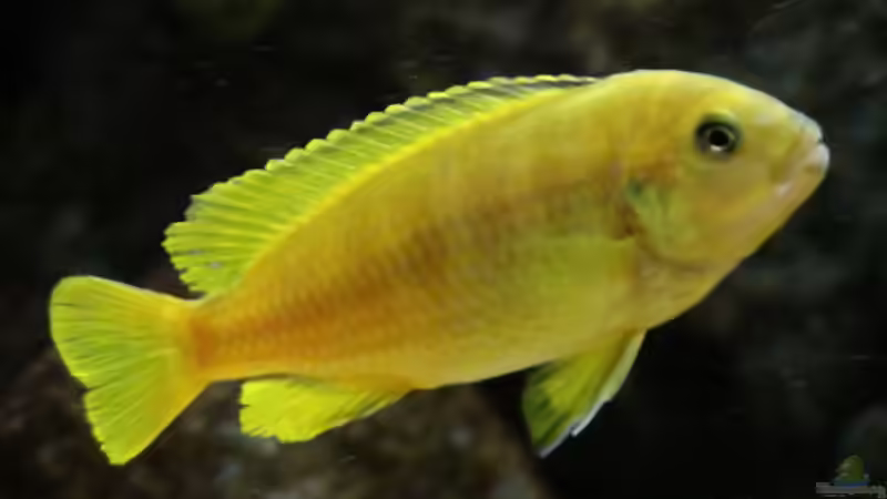 Ps. saulosi Weibchen von Philosoph (45)