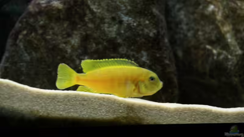 Ps. saulosi Weibchen von Philosoph (47)