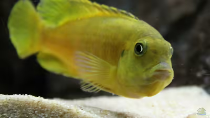 Ps. saulosi Weibchen von Philosoph (49)