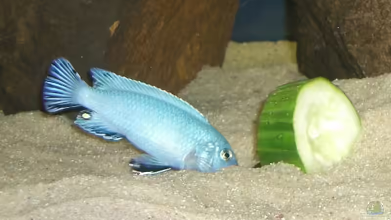 Ps. Socolofi knabbert am Stückchen Gurke von P.K. (15)