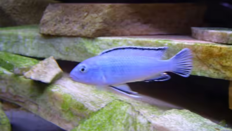 Ps. socolofi Mann #2 ´der Chef´ von Michael J. (12)