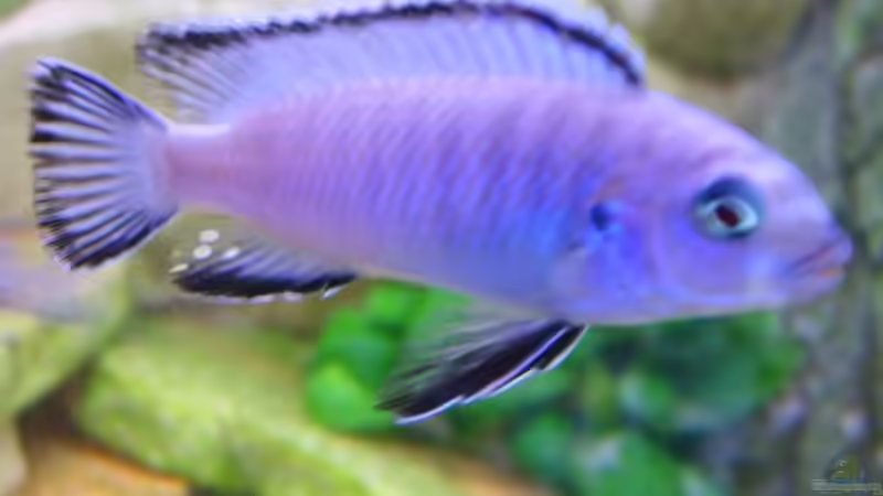 Ps. socolofi Mann von Michael J. (9)