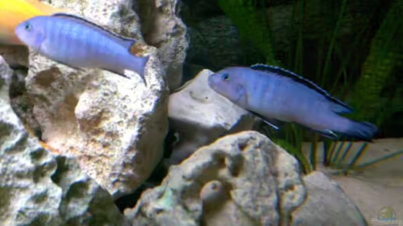 Ps. socolofi von Jan Metschurin (13)