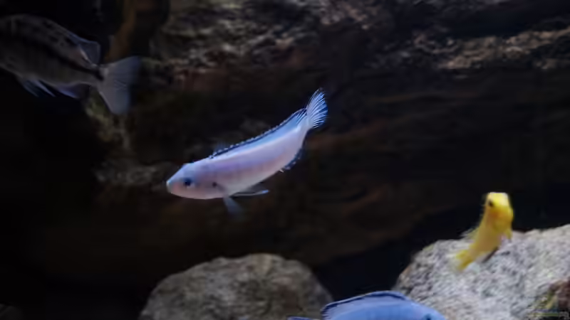 Ps. socolofi von TheToxicAvenger (38)