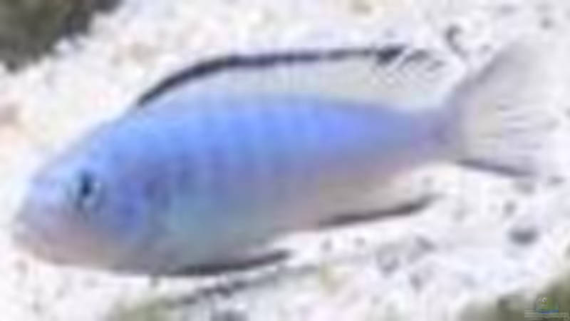 Ps. Socolofi von Tobinhio (10)