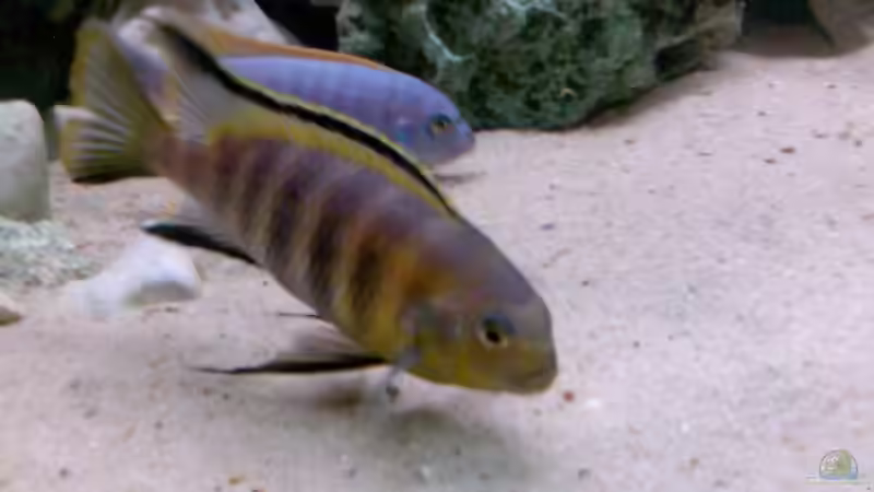 Ps. tropheops chilumba von Jan Metschurin (12)