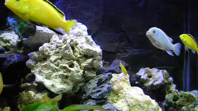 Ps. Zebra Blau m. + Lb.caeruleus spec. Yellow m/w Jungfisch von Florian Geittner (13)