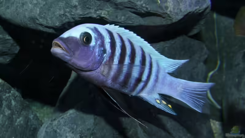 Ps. zebra dwarf Manda Bock WF von Jo (16)