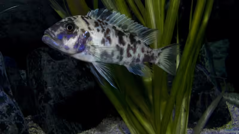 Ps. zebra dwarf Manda Weibchen OB (Wildfang) von Jo (21)