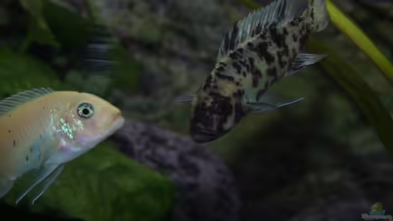 Ps. zebra dwarf Manda Weibchen (WF) von Jo (14)