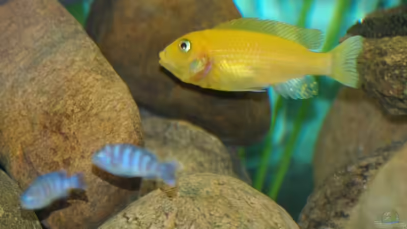 Ps. zebra mit Ps. lombardoi-Jugendlichen von Christopher Lührs (4)