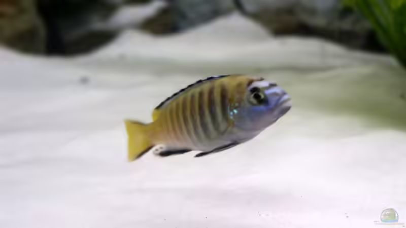 Ps.Elonga. Mbanga-Mann und Lab.cae yello-Weib von Aquamichel (29)