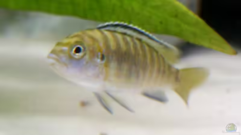 Ps.Elonga. Mbanga-Mann und Lab.cae yello-Weib von Aquamichel (34)