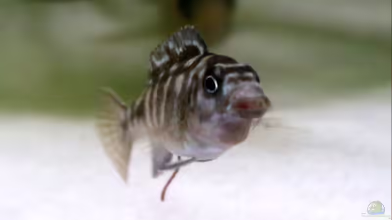 Ps.Elonga. Mbanga-Mann und Livingstoni-Weib - die Schokis von Aquamichel (30)