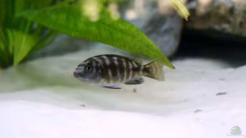 Ps.Elonga. Mbanga-Mann und Livingstoni-Weib von Aquamichel (28)