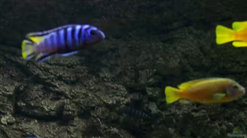 Ps.elongatus mpanga bock. von Rene Sarink (27)