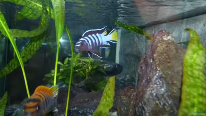 Ps.elongatus Mpanga Bock mit Labidochromis Hongi Bock von Carsten Peters (34)